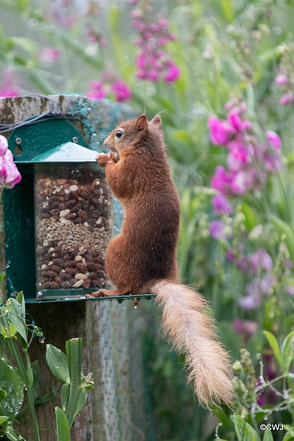 Red Squirrel - rainy morning breakfast