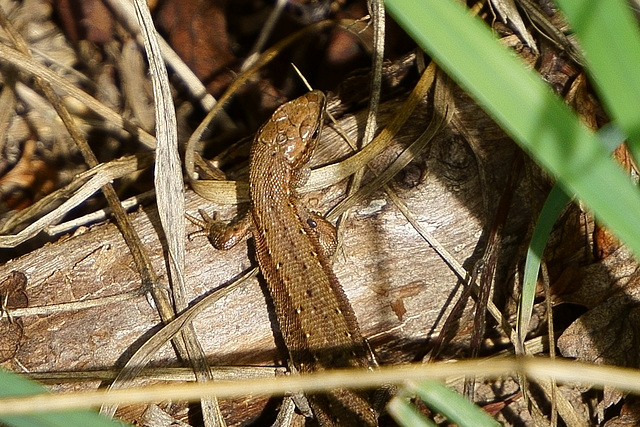 Mauereidechse im Gras