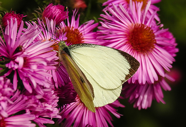 20220923 1754CPw [D~LIP] Raublatt-Herbstaster (Symphyotrichum novae-angliae), Gr Kohlweißling (Pieris brassicae), UWZ, Bad Salzuflen