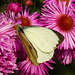 20220923 1754CPw [D~LIP] Raublatt-Herbstaster (Symphyotrichum novae-angliae), Großer Kohlweißling (Pieris brassicae), UWZ, Bad Salzuflen