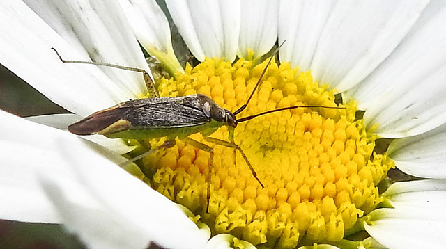 20230606 0690CPw [D~LIP] Weichwanze [m] (Closterotomus trivialis), Margerite, Bad Salzuflen