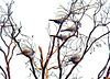 Five Pigeons.