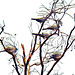 Five Pigeons.