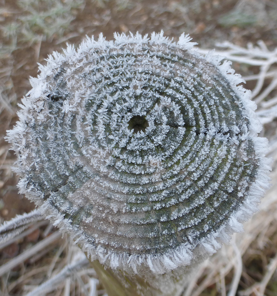 Frost on a post