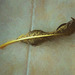 fallen leaf 2