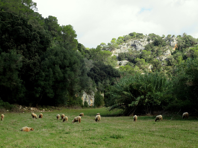 Barranc d'Algendar