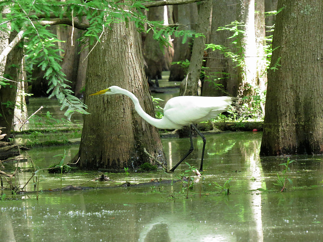 Great egret