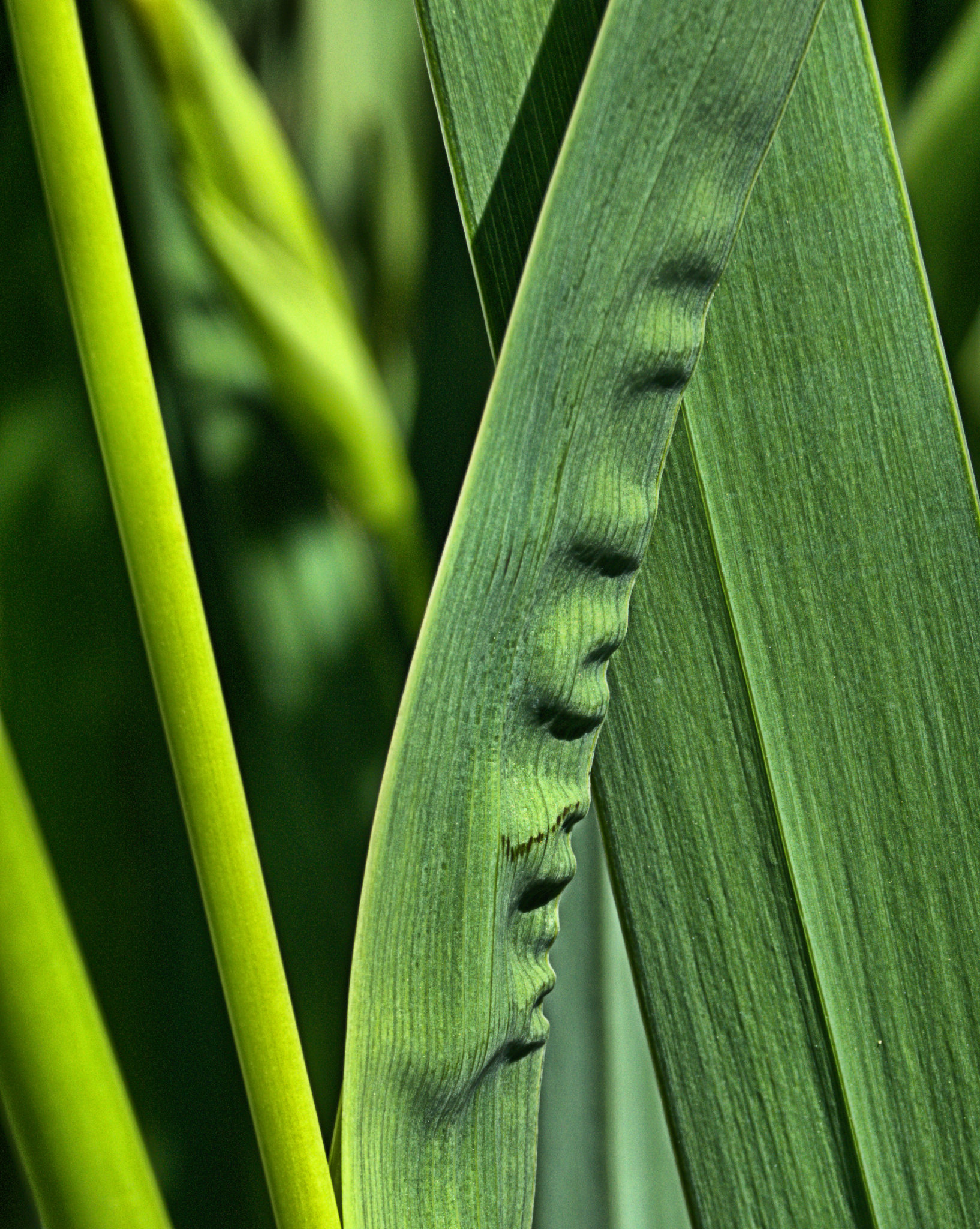 Among The Bullrushes 4