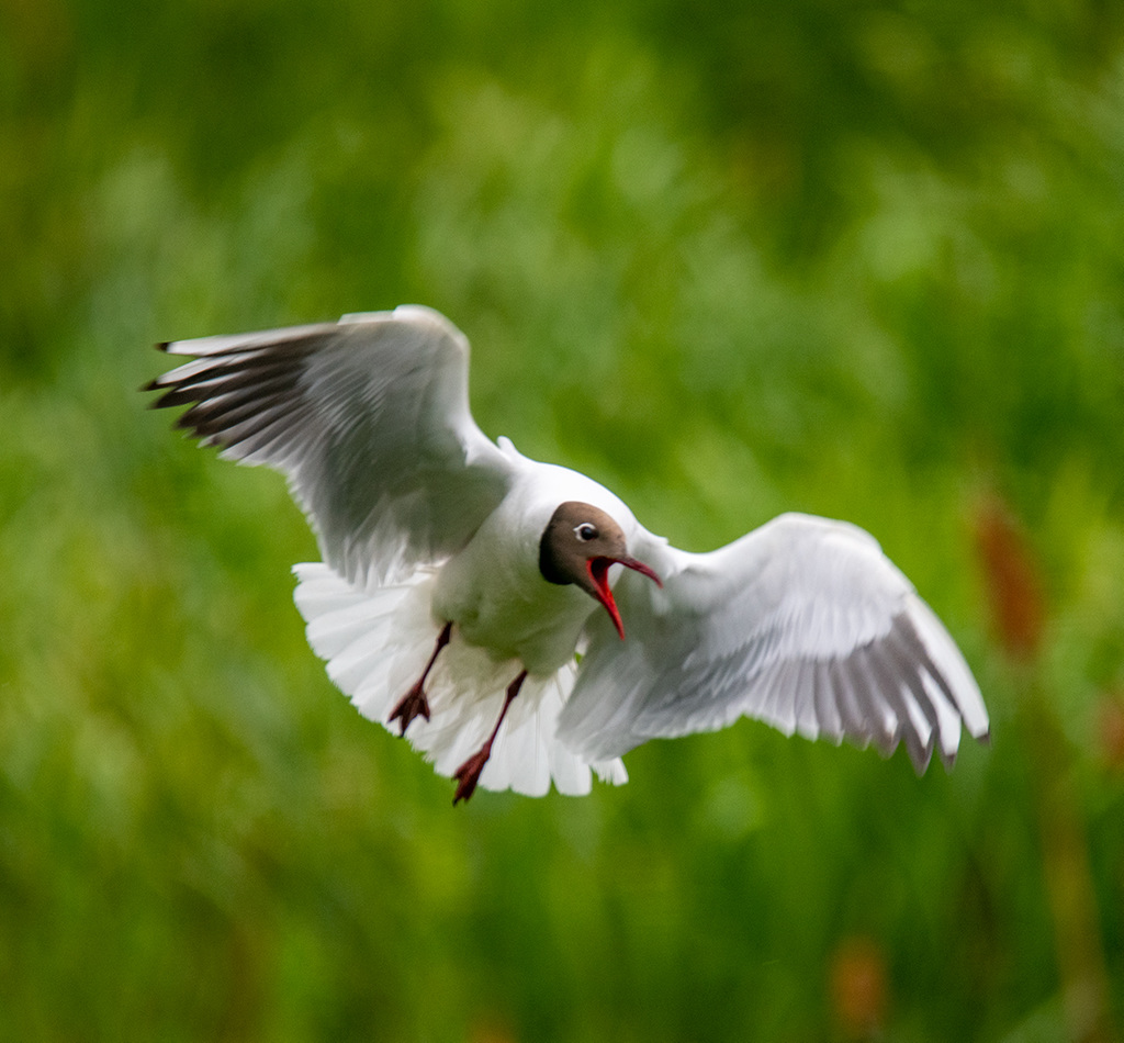 Black headed gull