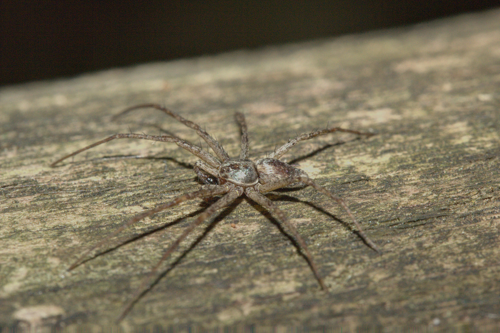 SpiderIMG 5552