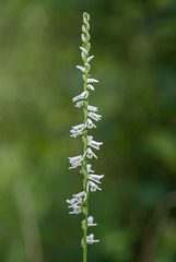 Spiranthes lacera var. gracilis (Southern Slender Ladies'-tresses orchid)