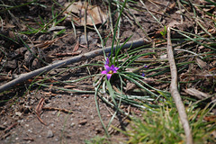 Calopogon tuberosus