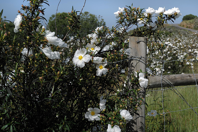 Cistus ladanifer, HFF