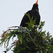 20210625 1115CP~V [D~LIP] Amsel (Turdus merula) [Schwarzdrossel], Bad Salzuflen