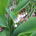 Maiglöckchen (Convallaria majalis)