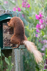 Red Squirrel - rainy morning breakfast