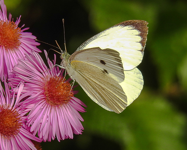 20220923 1755CPw [D~LIP] Raublatt-Herbstaster (Symphyotrichum novae-angliae), Gr Kohlweißling (Pieris brassicae), UWZ, Bad Salzuflen