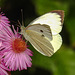 20220923 1755CPw [D~LIP] Raublatt-Herbstaster (Symphyotrichum novae-angliae), Großer Kohlweißling (Pieris brassicae), UWZ, Bad Salzuflen