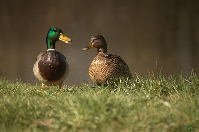 Couple de colverts