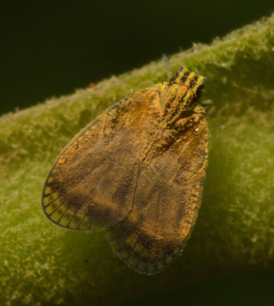 IMG 0460 Leaf hopper-3