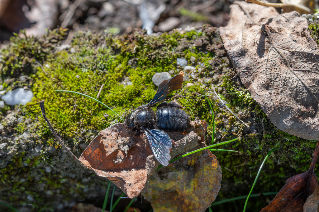 Blauschwarze Holzbiene