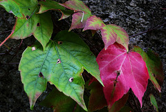 changing seasons