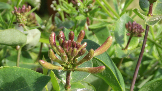 More honeysuckle sprouting