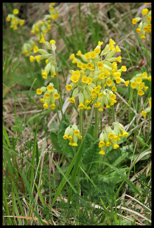 Primula officinalis (2)