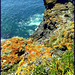 Cornish coastal colours, St Agnes' Head,