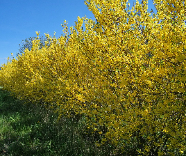 Forsythia