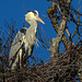 20190216 4389CPw [D~BI] Graureiher, Tierpark Olderdissen, Bielefeld