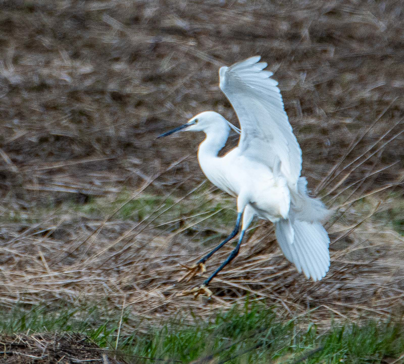 Little egret