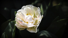 Regard sur la tulipe
