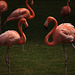Flamingos at the Honolulu Zoo