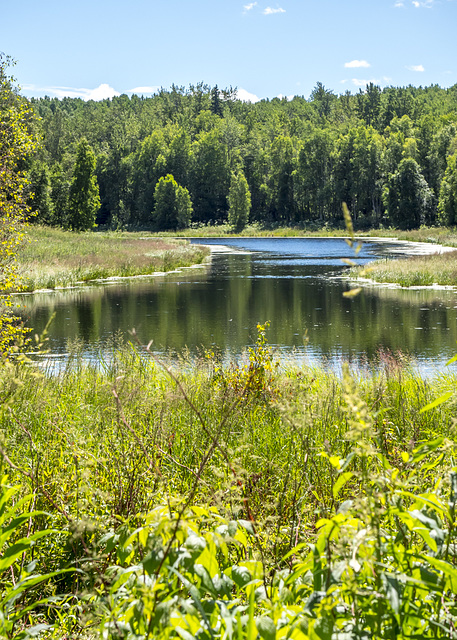 Dog Leg Pond