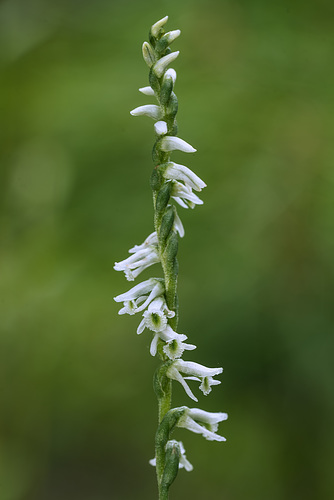 Spiranthes lacera var. gracilis (Southern Slender Ladies'-tresses orchid)