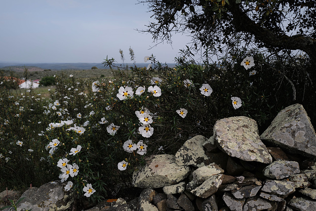 Cistus ladanifer, Schists