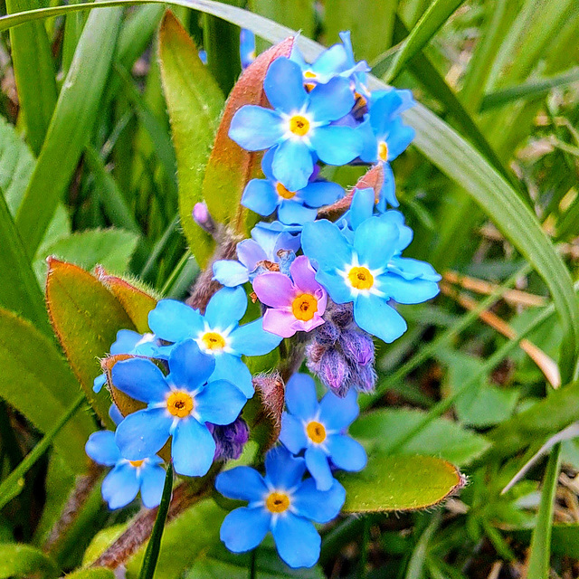 Vergissmeinnicht (Myosotis)