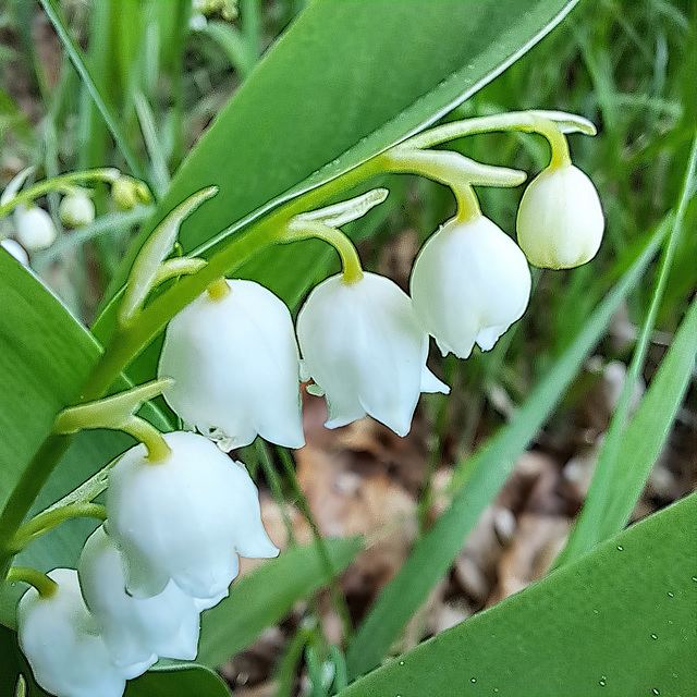 Maiglöckchen (Convallaria majalis)