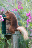 Red Squirrel - rainy morning breakfast