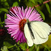 20220923 1756CPw [D~LIP] Raublatt-Herbstaster (Symphyotrichum novae-angliae), Großer Kohlweißling (Pieris brassicae), UWZ, Bad Salzuflen