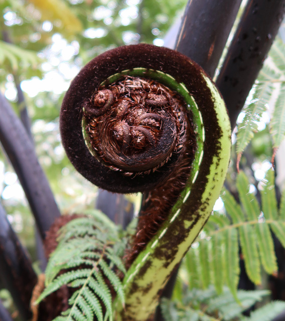 Fiddlehead