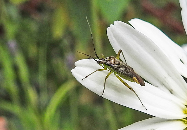 20230606 0692CPw [D~LIP] Weichwanze [m] (Closterotomus trivialis), Margerite, Bad Salzuflen