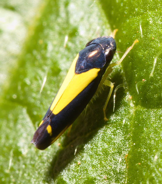 IMG 0482 Leaf hopper-1