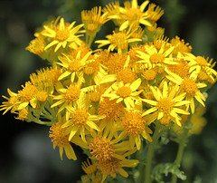 EOS 90D Peter Harriman 13 59 08 15112 ragwort dpp