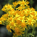 EOS 90D Peter Harriman 13 59 08 15112 ragwort dpp