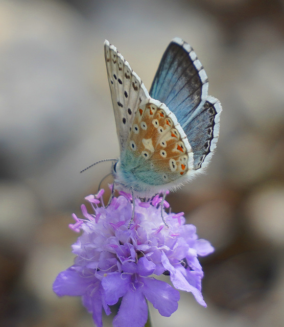 Ein prächtiger Bläuling - A magnificent butterfly