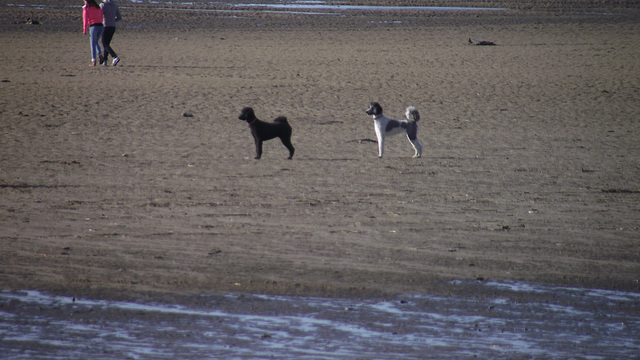 Two lovely dogs waiting for their master