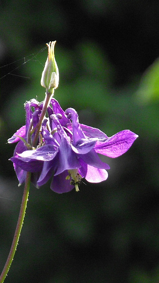 The aqualegia with a cobweb