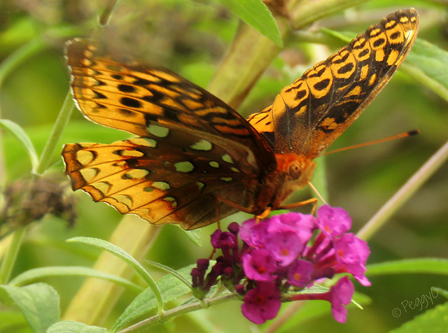 Great Spangled Fritillary -